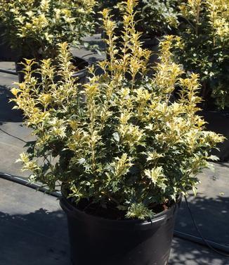 Osmanthus Heterophyllus 'goshiki' - View 38 from www redcrocus com