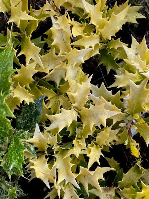 Osmanthus Heterophyllus 'goshiki' - View 39 from www redcrocus com