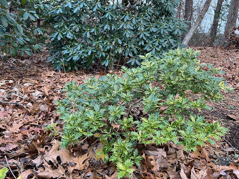 Osmanthus Heterophyllus 'goshiki' - View 40 from www redcrocus com