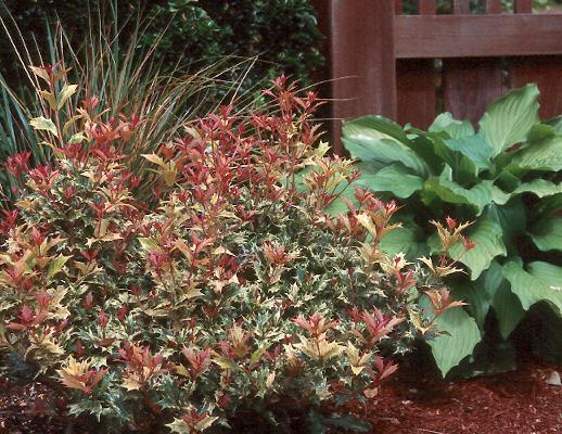 Osmanthus Heterophyllus 'goshiki' - View 4 from www redcrocus com