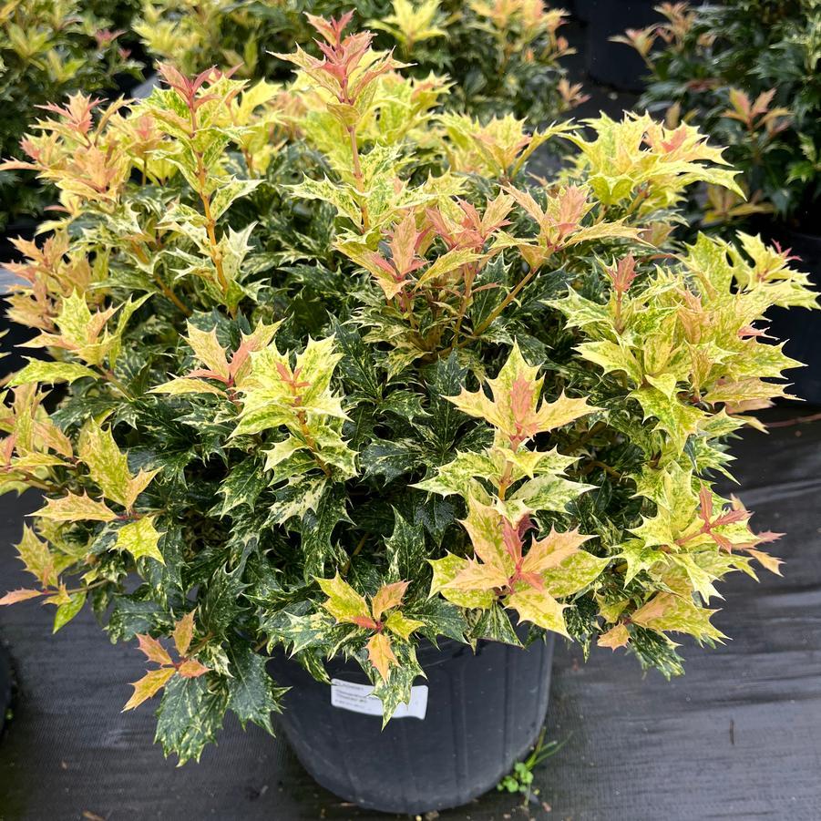 Osmanthus Heterophyllus 'goshiki' - View 6 from www redcrocus com