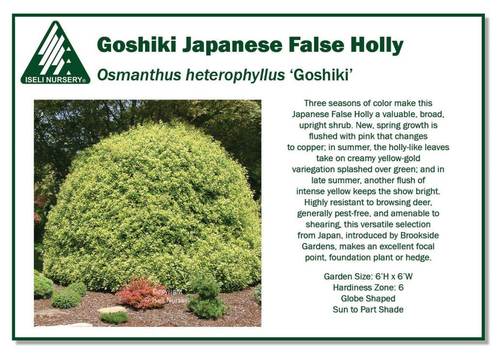 Osmanthus Heterophyllus 'goshiki' - View 8 from www redcrocus com