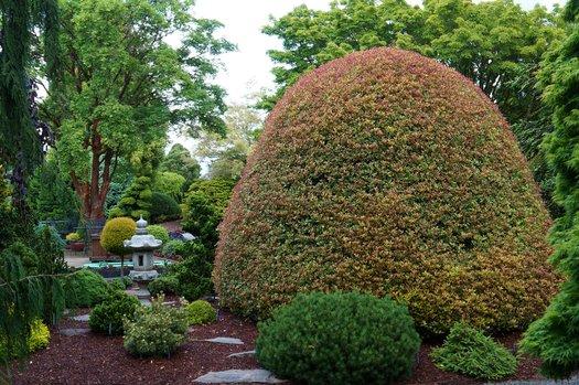 Osmanthus Heterophyllus 'goshiki' - View 9 from www redcrocus com