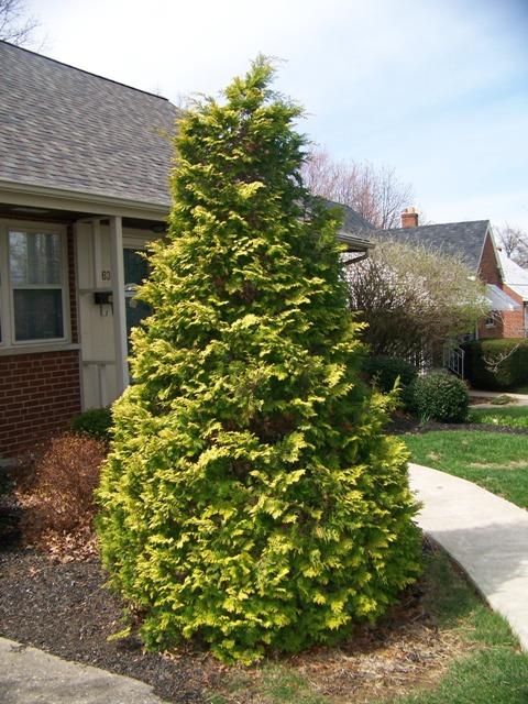 Chamaecyparis Obtusa Filicoides Aurea - View 11 from www redcrocus com