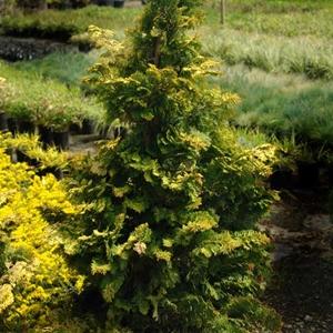Chamaecyparis Obtusa Filicoides Aurea - View 12 from www redcrocus com