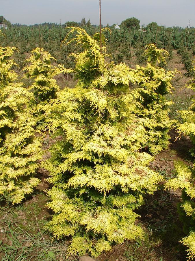 Chamaecyparis Obtusa Filicoides Aurea - View 15 from www redcrocus com