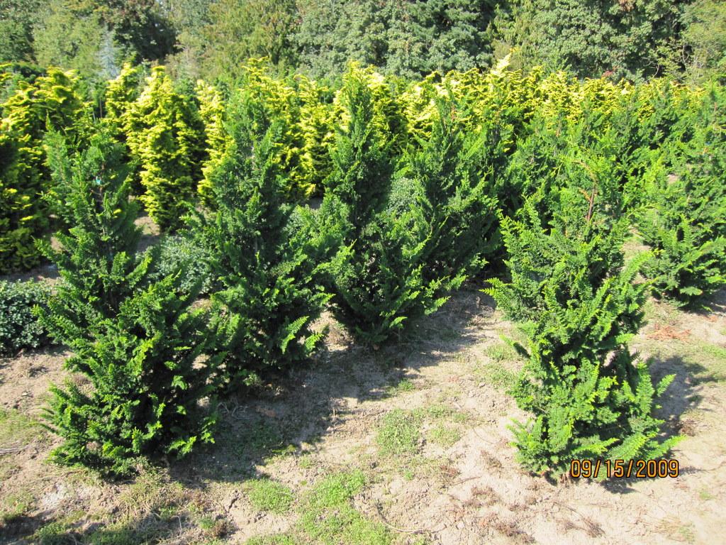 Chamaecyparis Obtusa Filicoides Aurea - View 17 from www redcrocus com