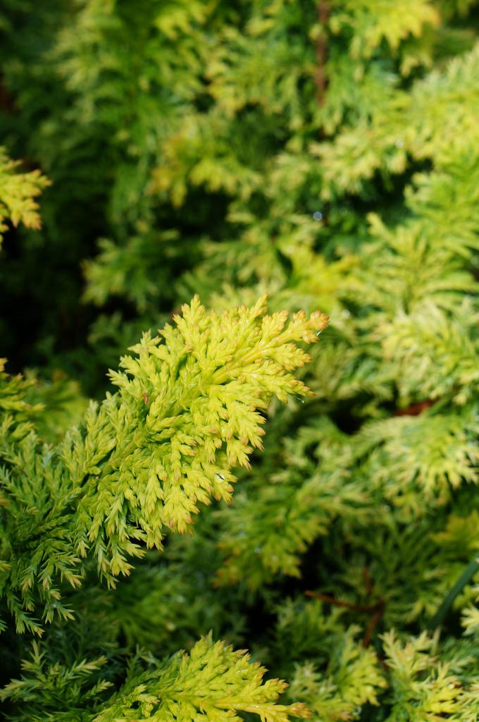 Chamaecyparis Obtusa Filicoides Aurea - View 1 from www redcrocus com