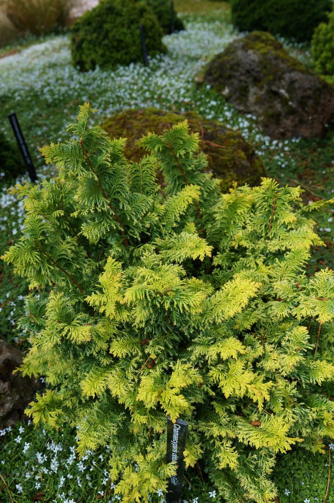 Chamaecyparis Obtusa Filicoides Aurea - View 3 from www redcrocus com