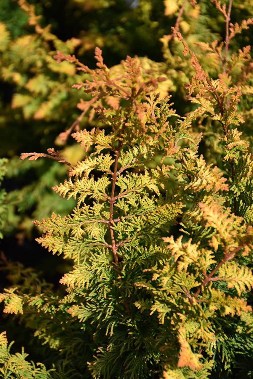 Chamaecyparis Obtusa Filicoides Aurea - View 6 from www redcrocus com