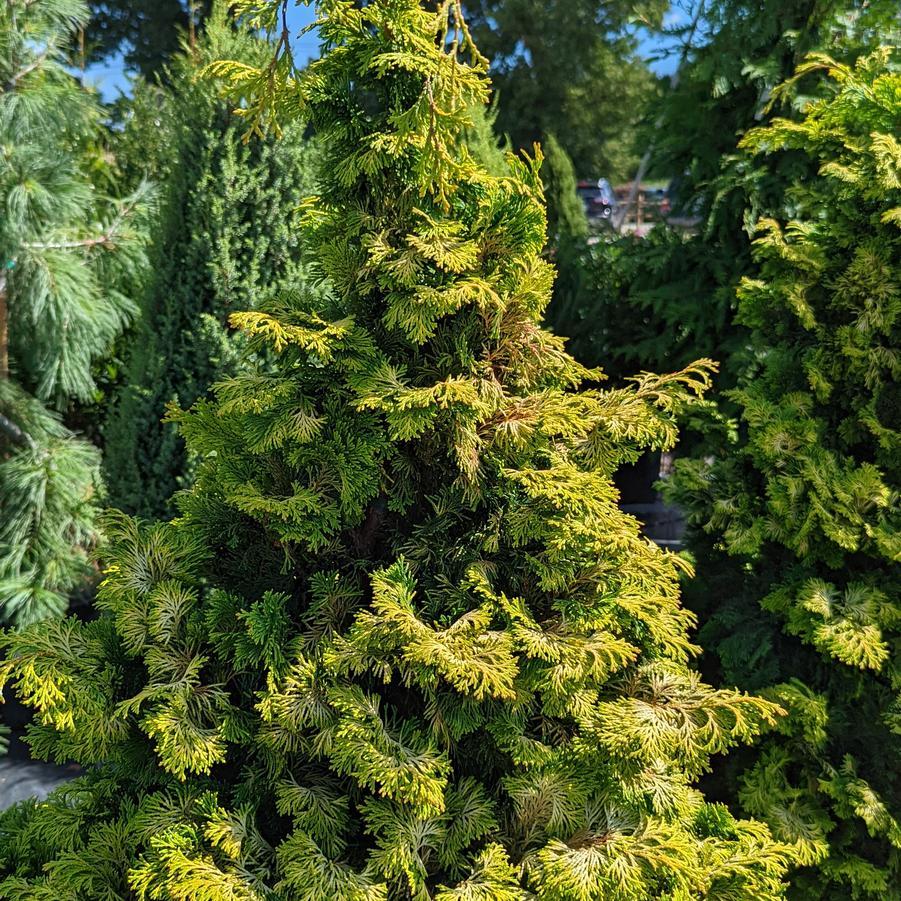Chamaecyparis Obtusa Filicoides Aurea - View 7 from www redcrocus com