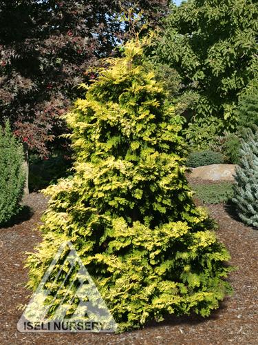 Chamaecyparis Obtusa Filicoides Aurea - View 8 from www redcrocus com