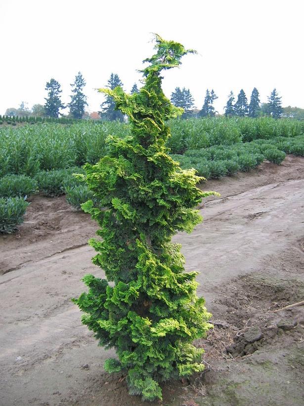 Chamaecyparis Obtusa Filicoides Aurea - View 9 from www redcrocus com