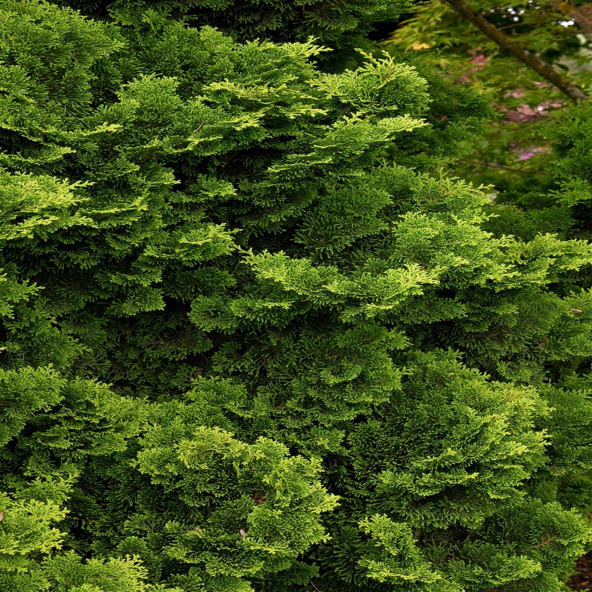 Chamaecyparis Obtusa Tempelhof - View 10 from www redcrocus com