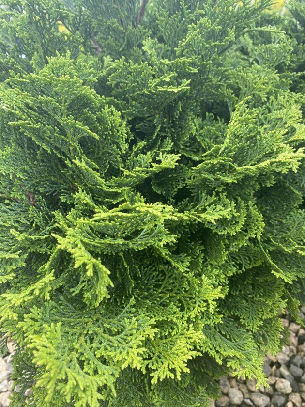 Chamaecyparis Obtusa Tempelhof - View 14 from www redcrocus com