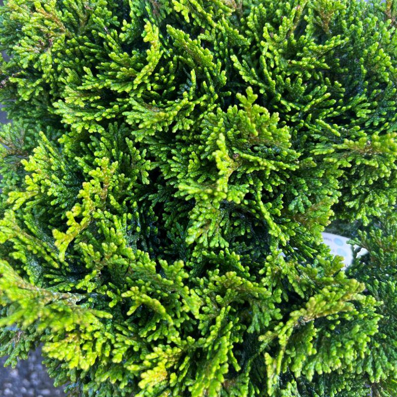 Chamaecyparis Obtusa Tempelhof - View 5 from www redcrocus com