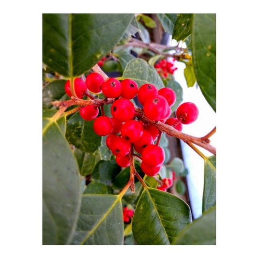 Ilex Opaca Satyr Hill - View 10 from www redcrocus com