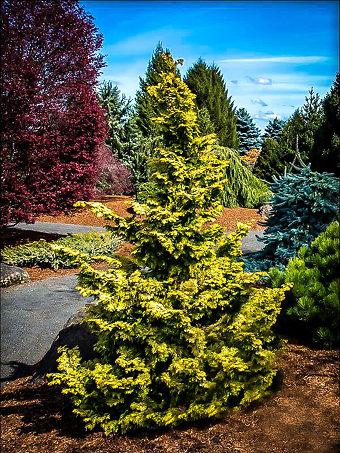 Chamaecyparis Obtusa 'confucius' - View 16 from www redcrocus com