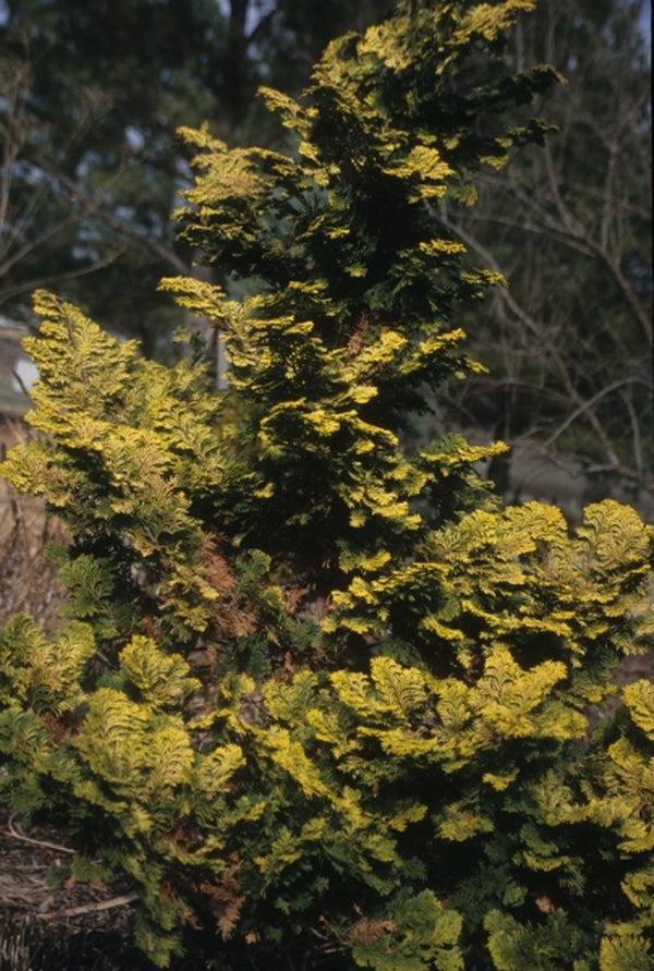 Chamaecyparis Obtusa 'confucius' - View 19 from www redcrocus com