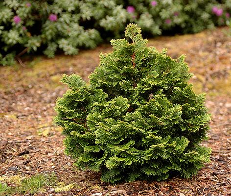 Chamaecyparis Obtusa 'confucius' - View 21 from www redcrocus com