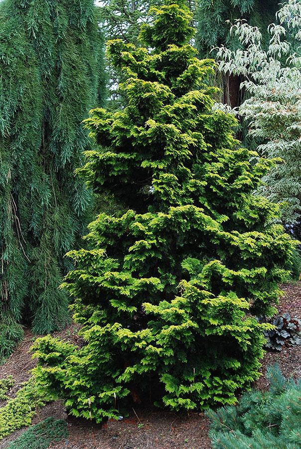 Chamaecyparis Obtusa 'confucius' - View 2 from www redcrocus com