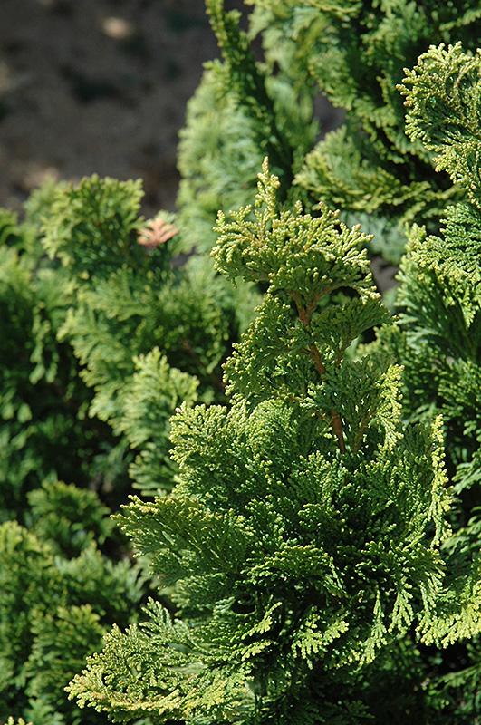 Chamaecyparis Obtusa Well S Special - View 5 from www redcrocus com