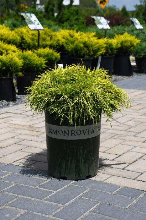 Juniperus Chinensis Sea Of Gold - View 11 from www redcrocus com