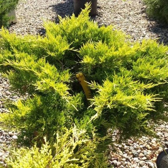 Juniperus Chinensis Sea Of Gold - View 13 from www redcrocus com