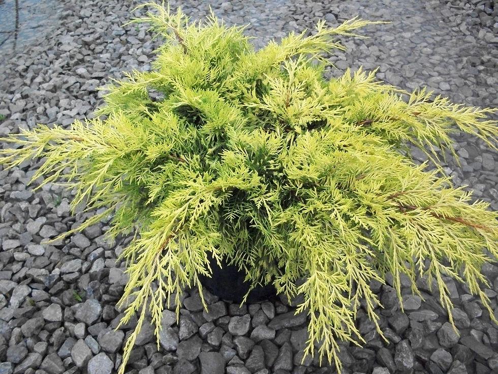 Juniperus Chinensis Sea Of Gold - View 19 from www redcrocus com