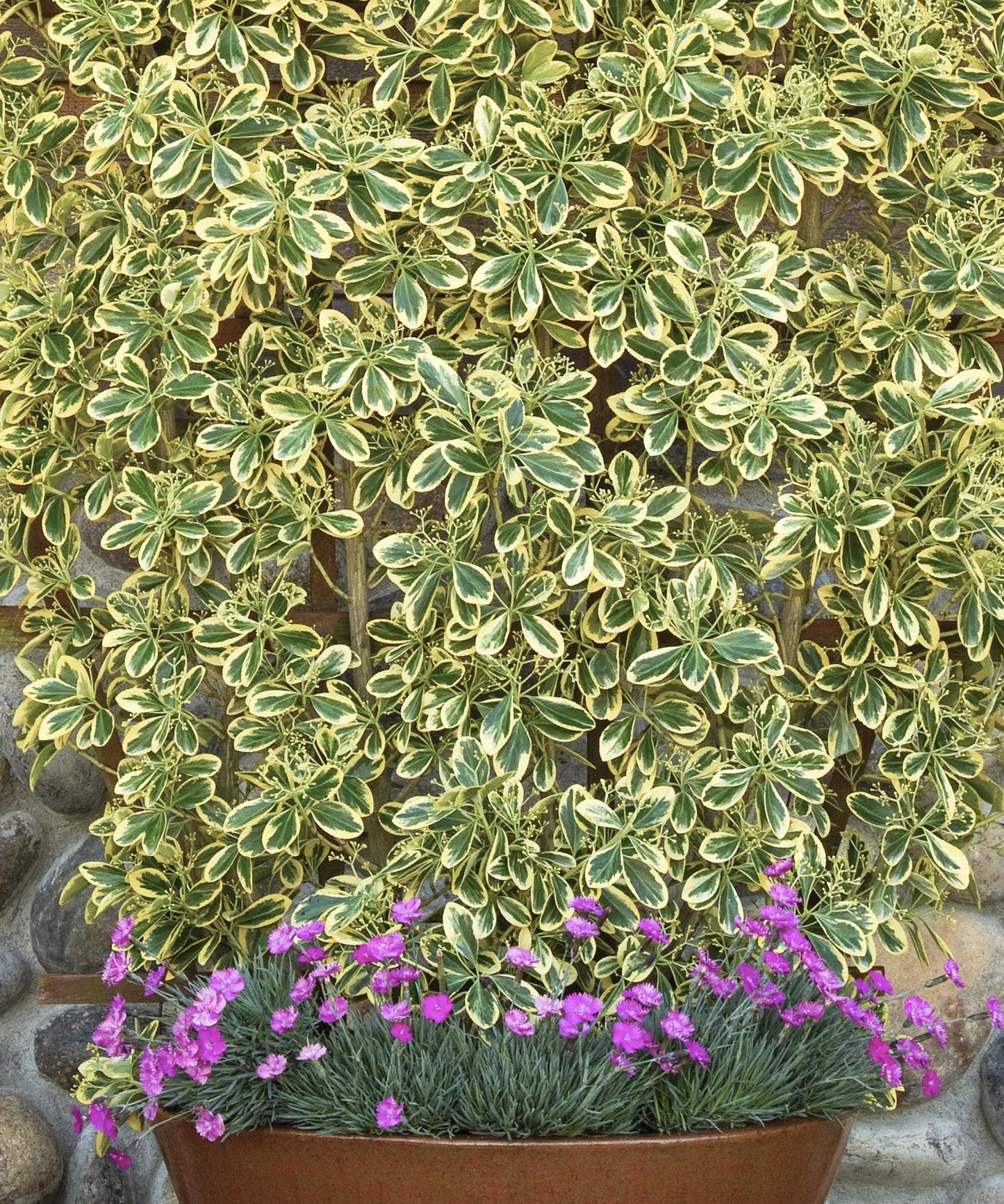 Euonymus Japonicus 'chollipo' Cone - View 30 from www redcrocus com