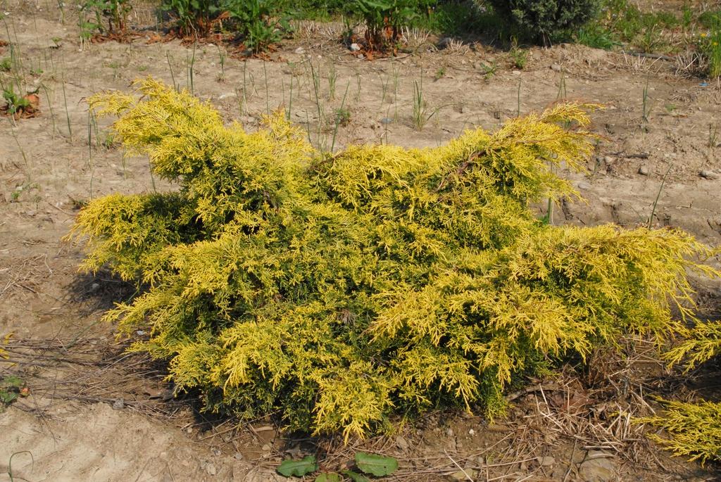Juniperus Chinensis Sea Of Gold - View 19 from www redcrocus com