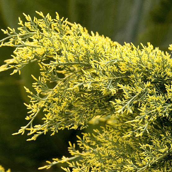 Juniperus Chinensis Sea Of Gold - View 9 from www redcrocus com