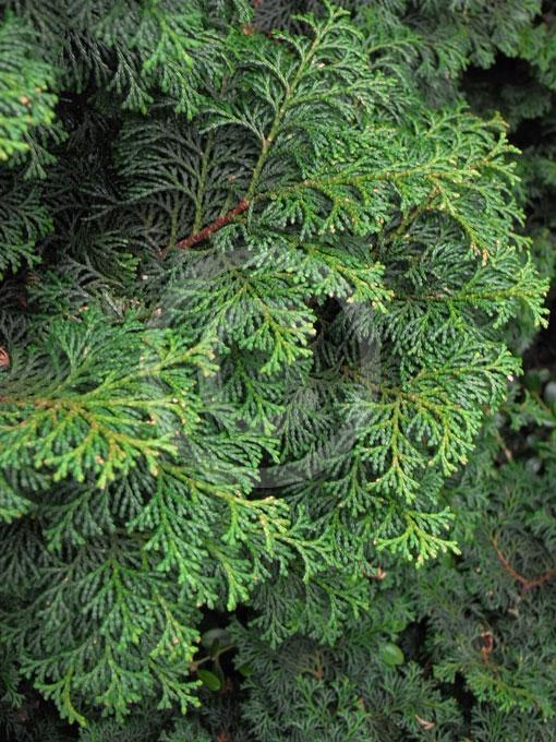 Chamaecyparis Obtusa Kosteri - View 10 from www redcrocus com