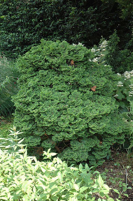 Chamaecyparis Obtusa Kosteri - View 12 from www redcrocus com