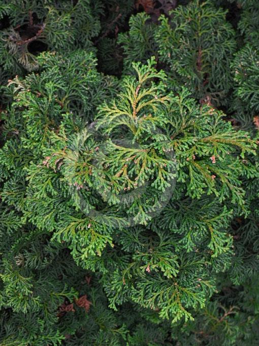 Chamaecyparis Obtusa Kosteri - View 16 from www redcrocus com
