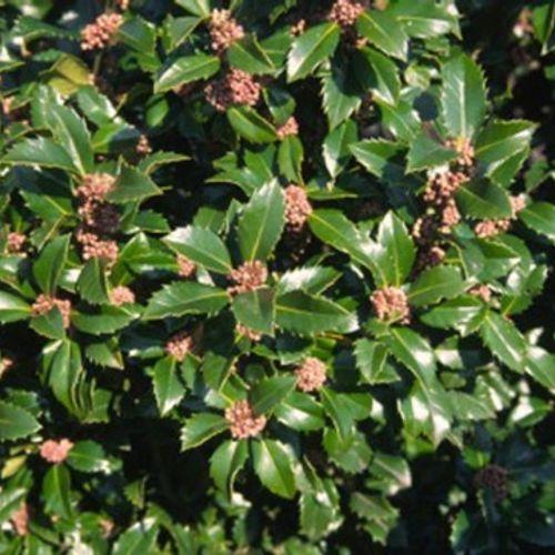 Ilex Meserveae Castle Wall - View 10 from www redcrocus com
