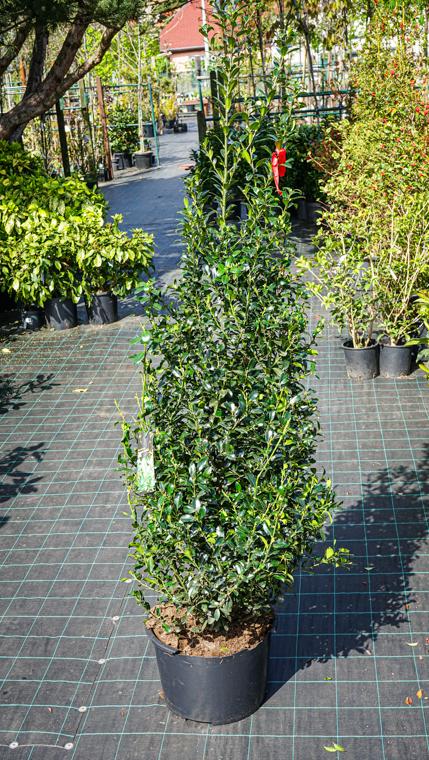Ilex Meserveae Castle Wall - View 11 from www redcrocus com