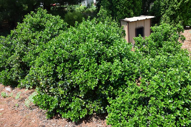Ilex Meserveae Castle Wall - View 15 from www redcrocus com
