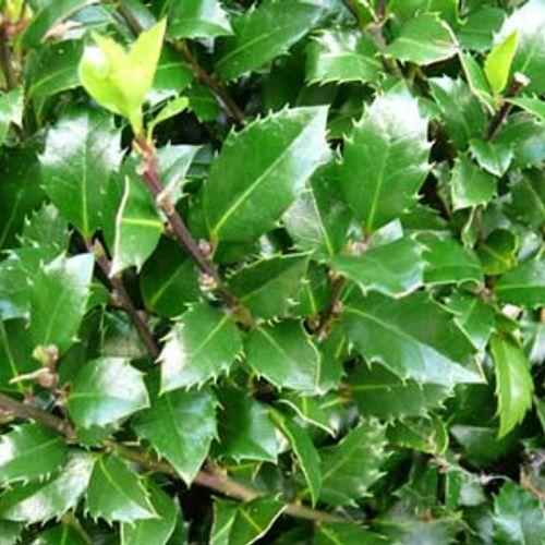 Ilex Meserveae Castle Wall - View 17 from www redcrocus com