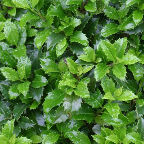 Ilex Meserveae Castle Wall - View 3 from www redcrocus com