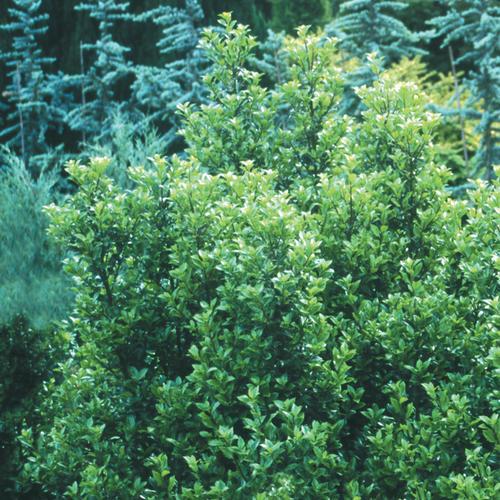 Ilex Meserveae Castle Wall - View 4 from www redcrocus com