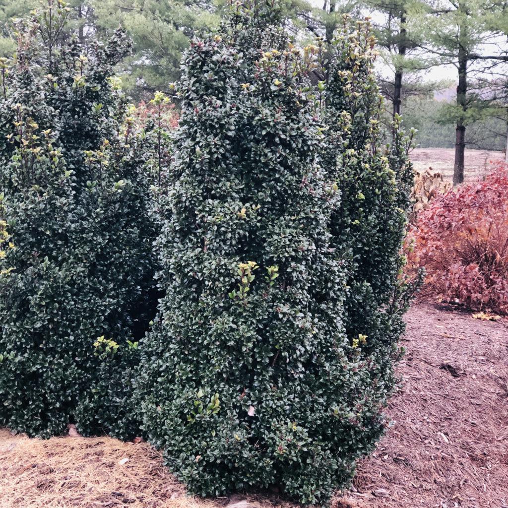 Ilex Meserveae Castle Wall - View 5 from www redcrocus com