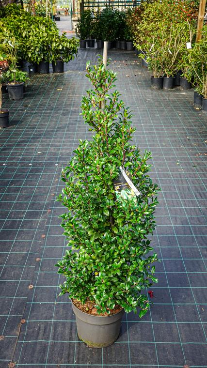 Ilex Meserveae Castle Wall - View 6 from www redcrocus com