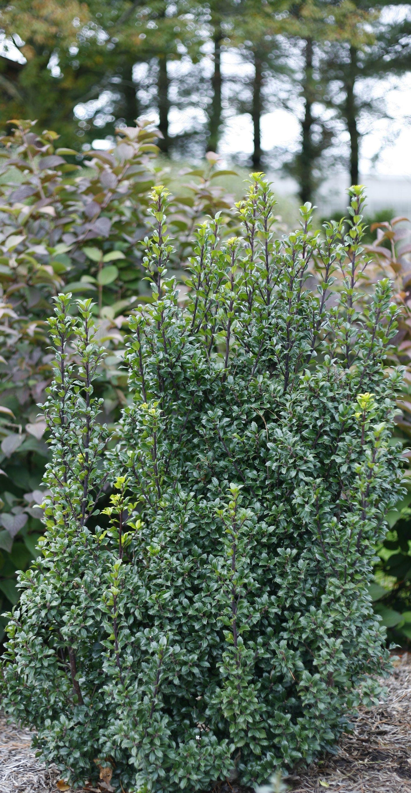 Ilex Meserveae Castle Wall - View 7 from www redcrocus com