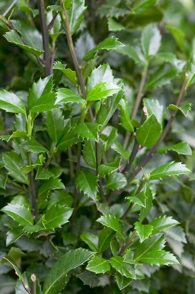 Ilex Meserveae Castle Wall - View 9 from www redcrocus com
