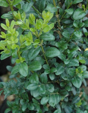 Buxus Sempervirens Dee Runk - View 11 from www redcrocus com