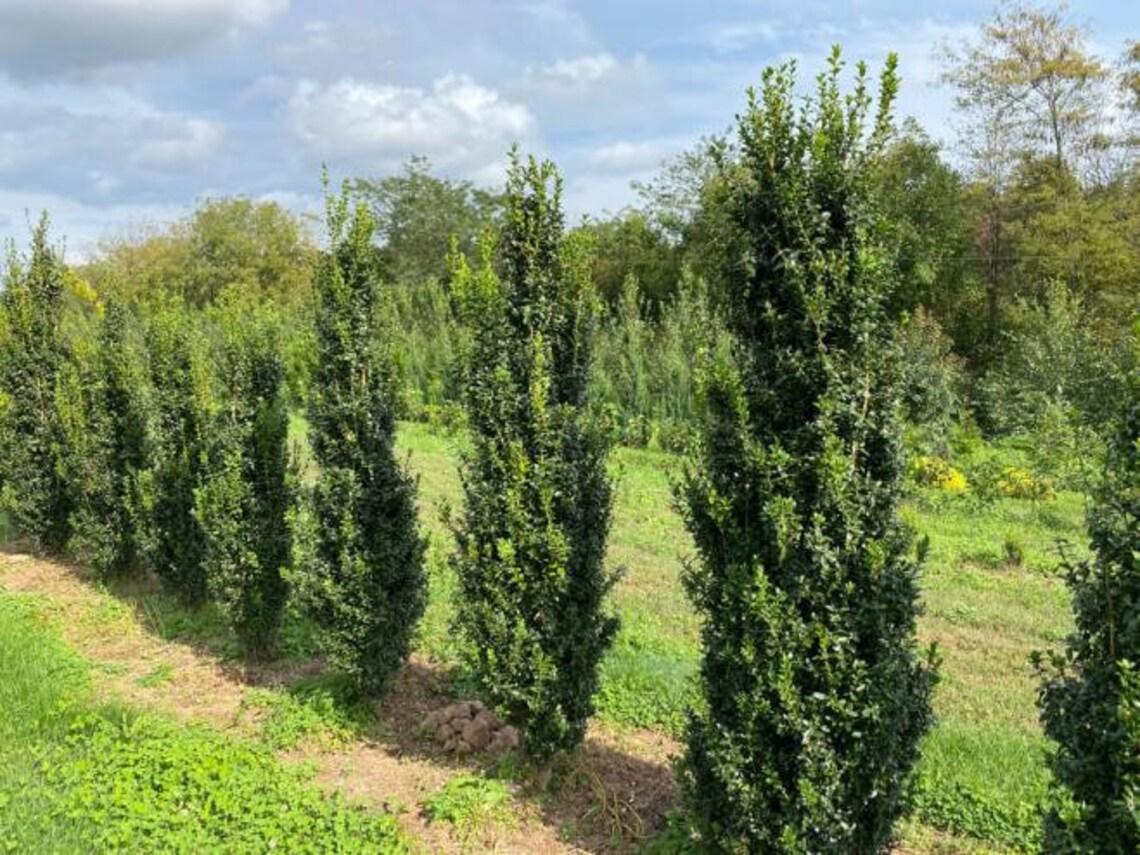 Buxus Sempervirens Dee Runk - View 14 from www redcrocus com