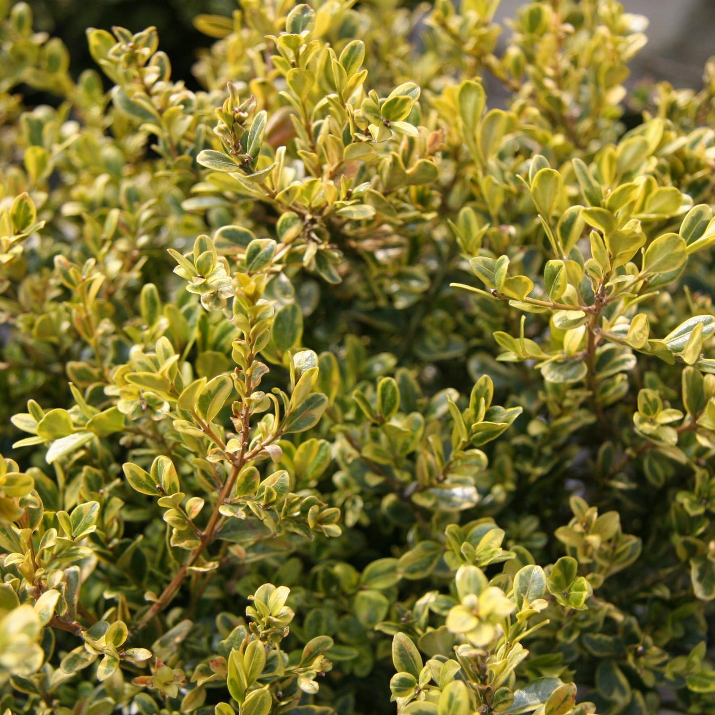 Buxus Microphylla 'golden Dream' - View 11 from www redcrocus com