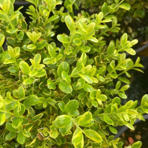 Buxus Microphylla 'golden Dream' - View 13 from www redcrocus com