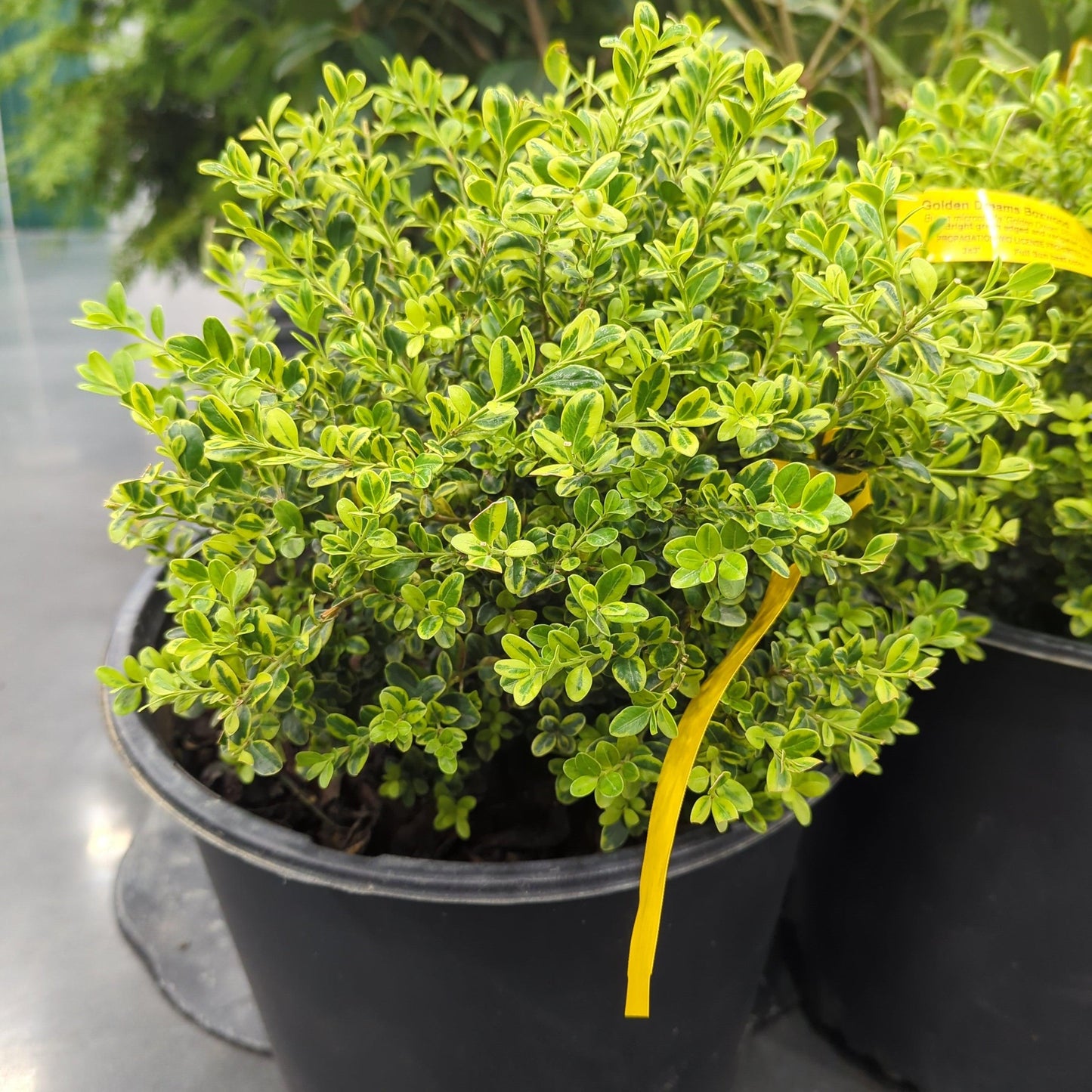 Buxus Microphylla 'golden Dream' - View 14 from www redcrocus com